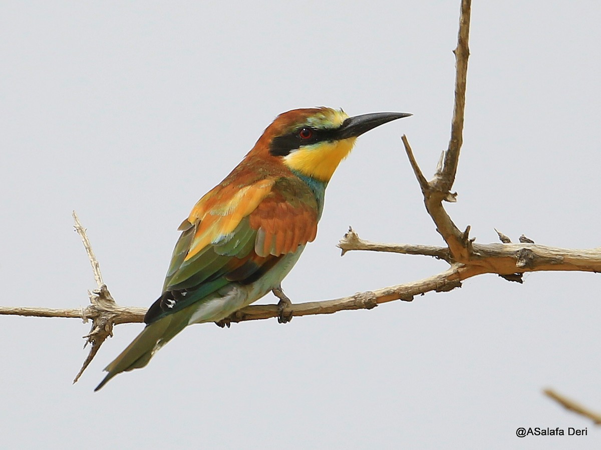 European Bee-eater - Fanis Theofanopoulos (ASalafa Deri)