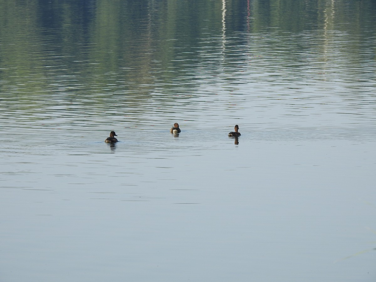 Tufted Duck - ML255079111