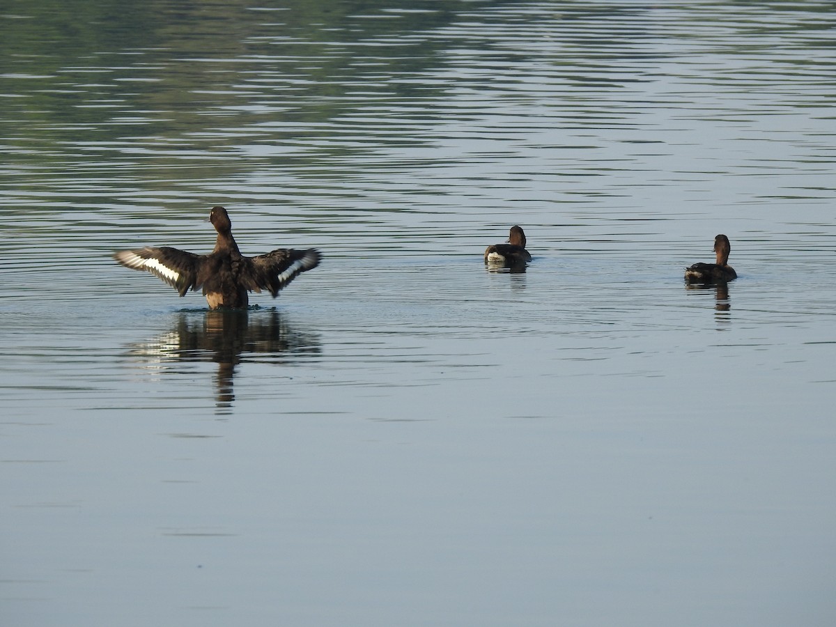 Tufted Duck - ML255079141