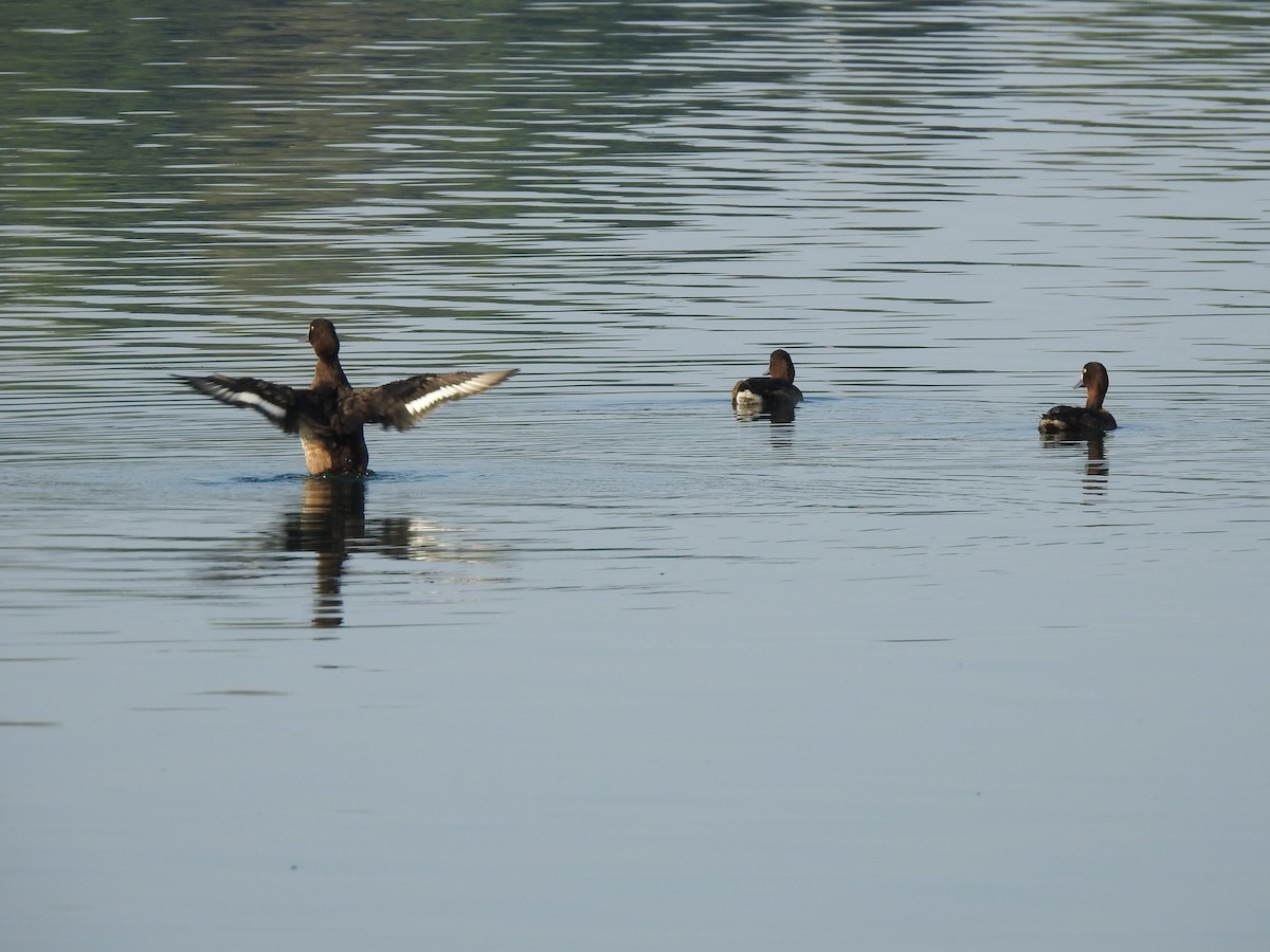 Tufted Duck - ML255079151