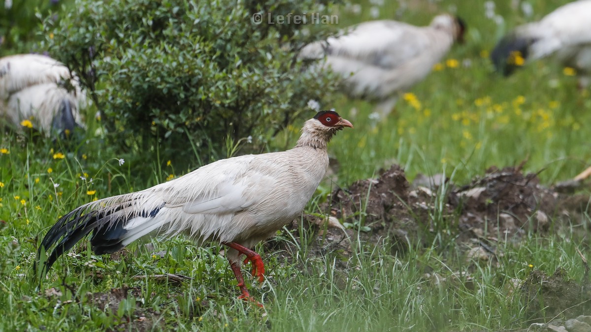 Белый ушастый фазан - ML255079371