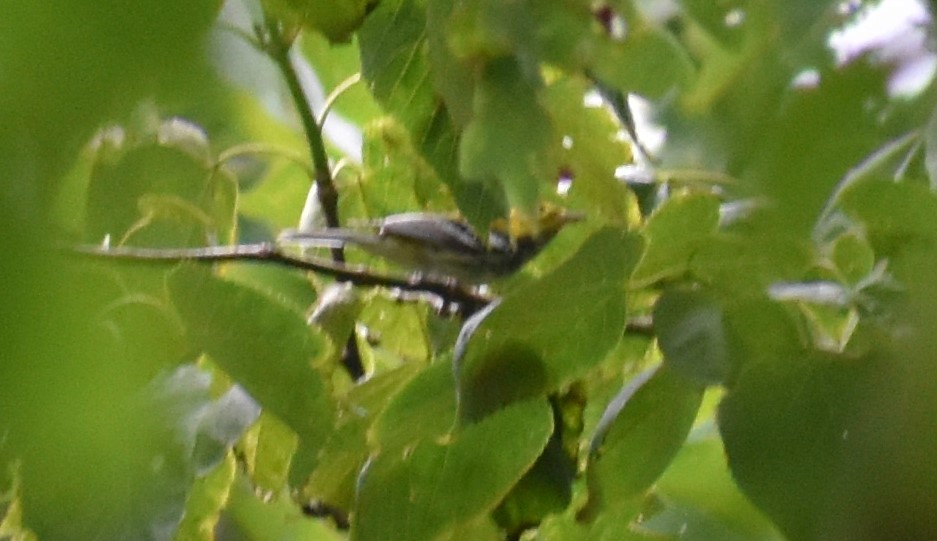 Black-throated Green Warbler - ML255079991