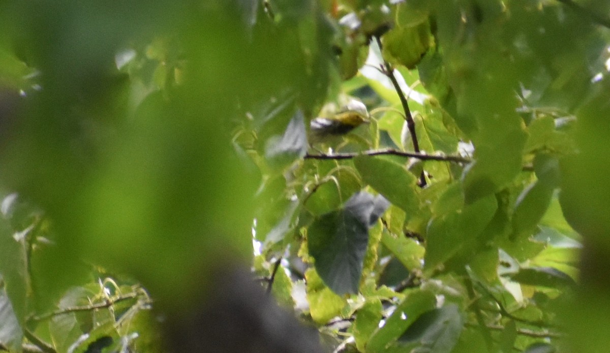 Black-throated Green Warbler - ML255080001
