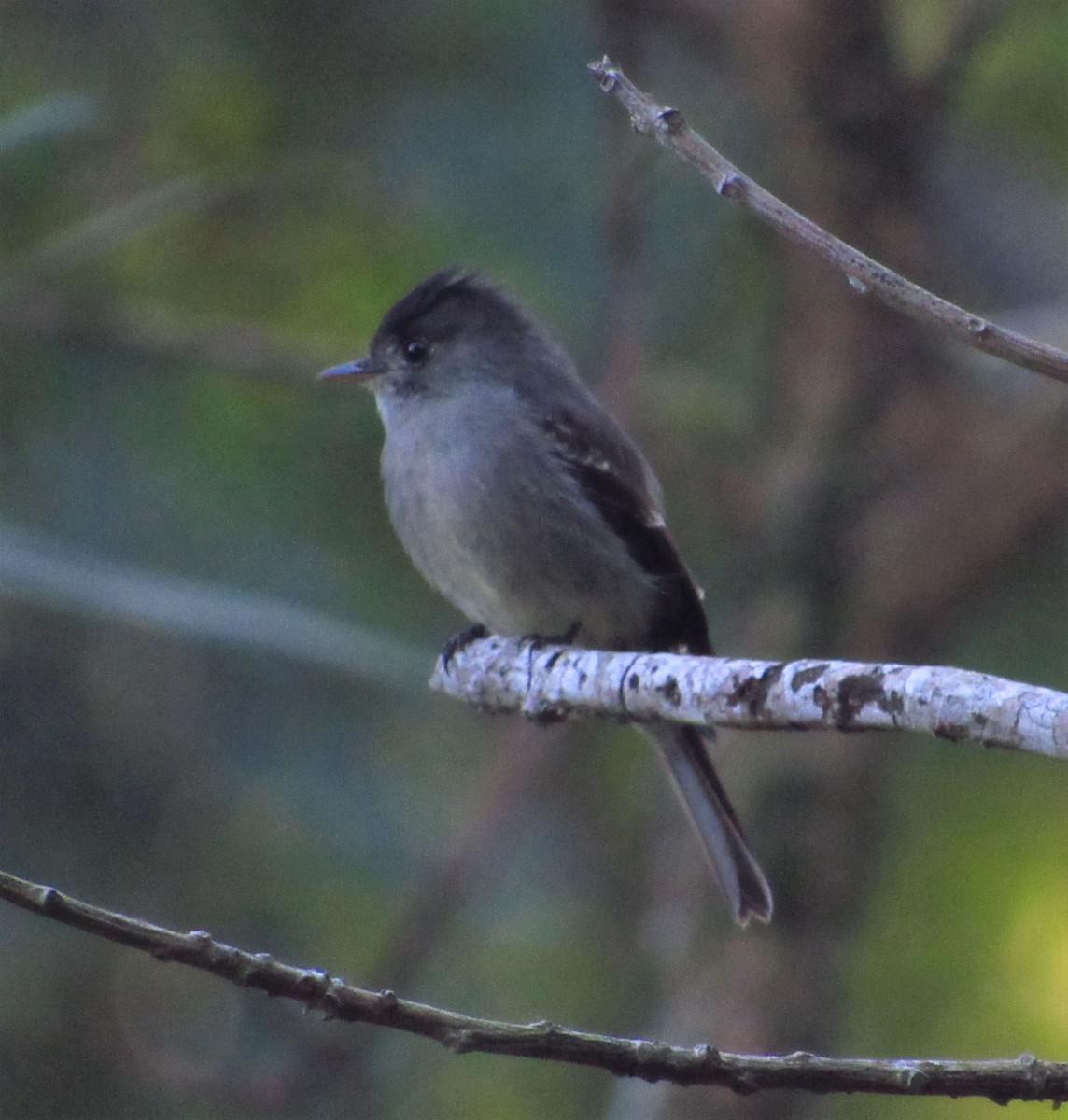 Southern Tropical Pewee - Marcello Coimbra