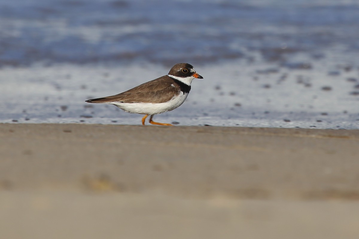 Semipalmated Plover - ML255084741