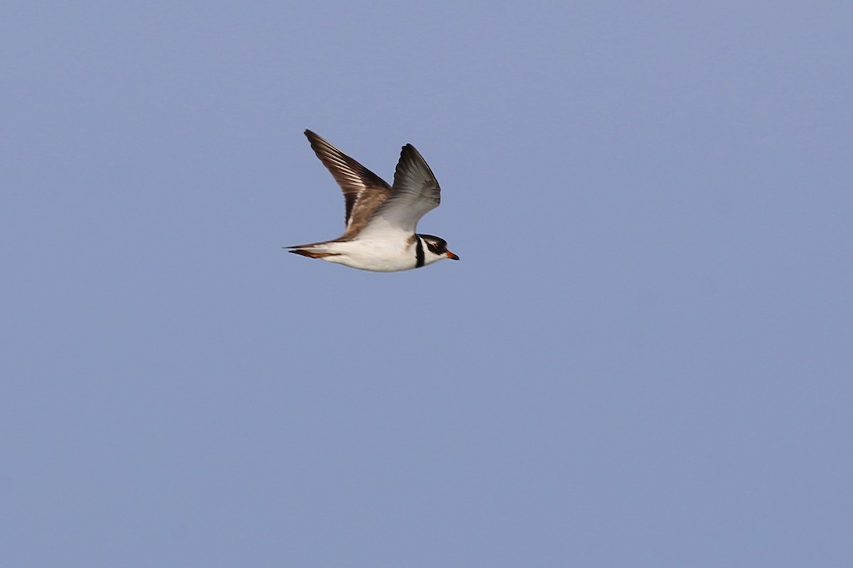 Semipalmated Plover - ML255084791