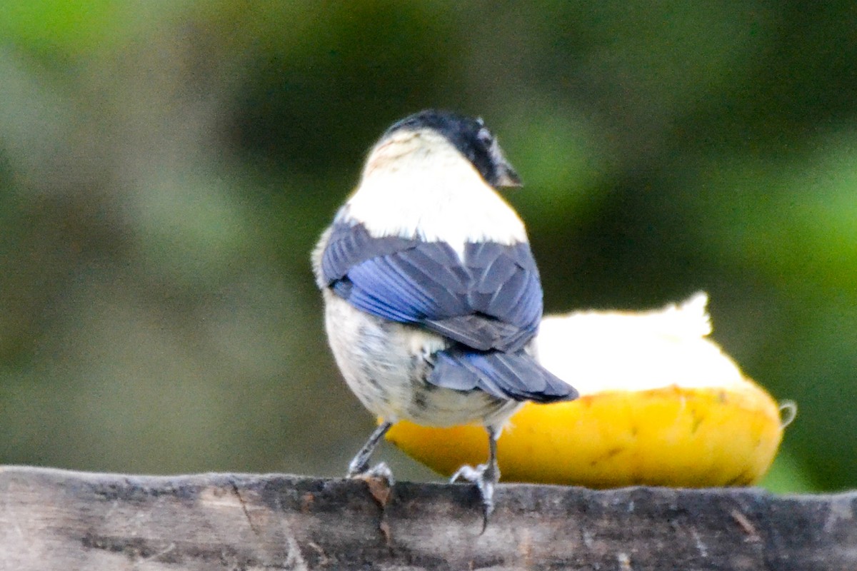 Black-headed Tanager - ML255105741