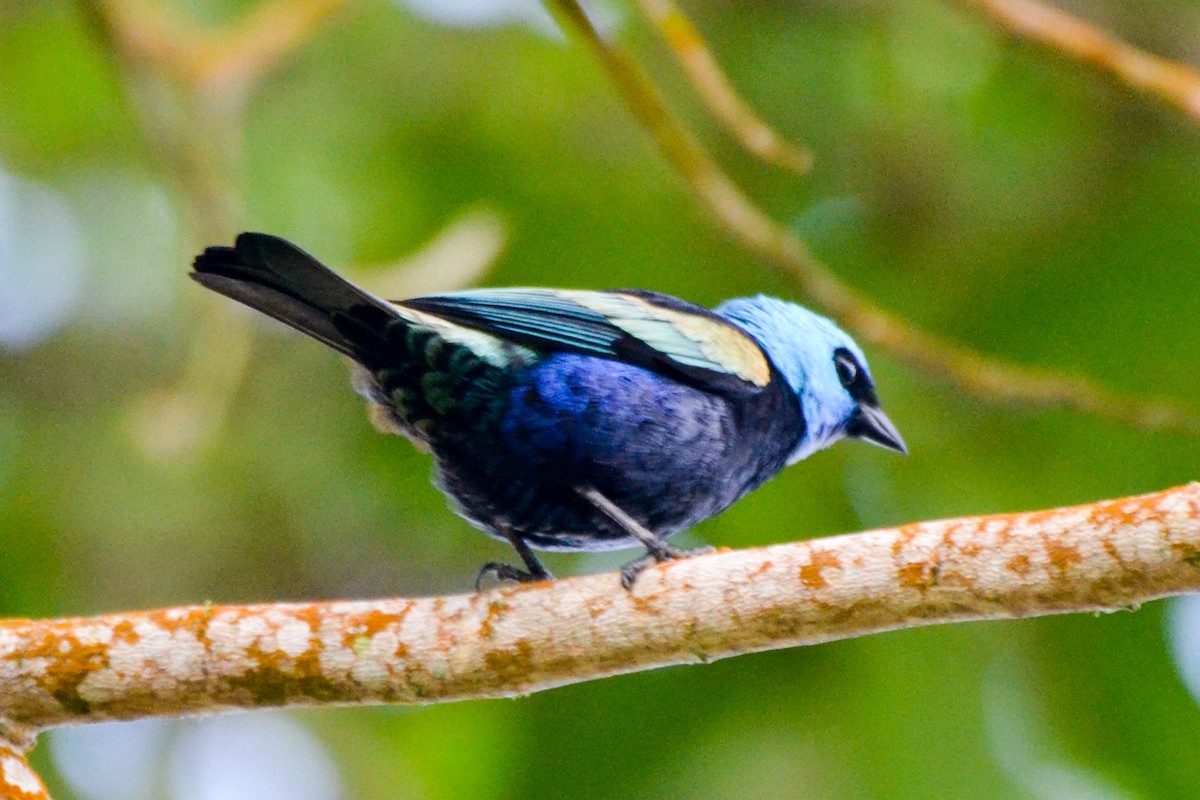 Blue-necked Tanager - ML255106441