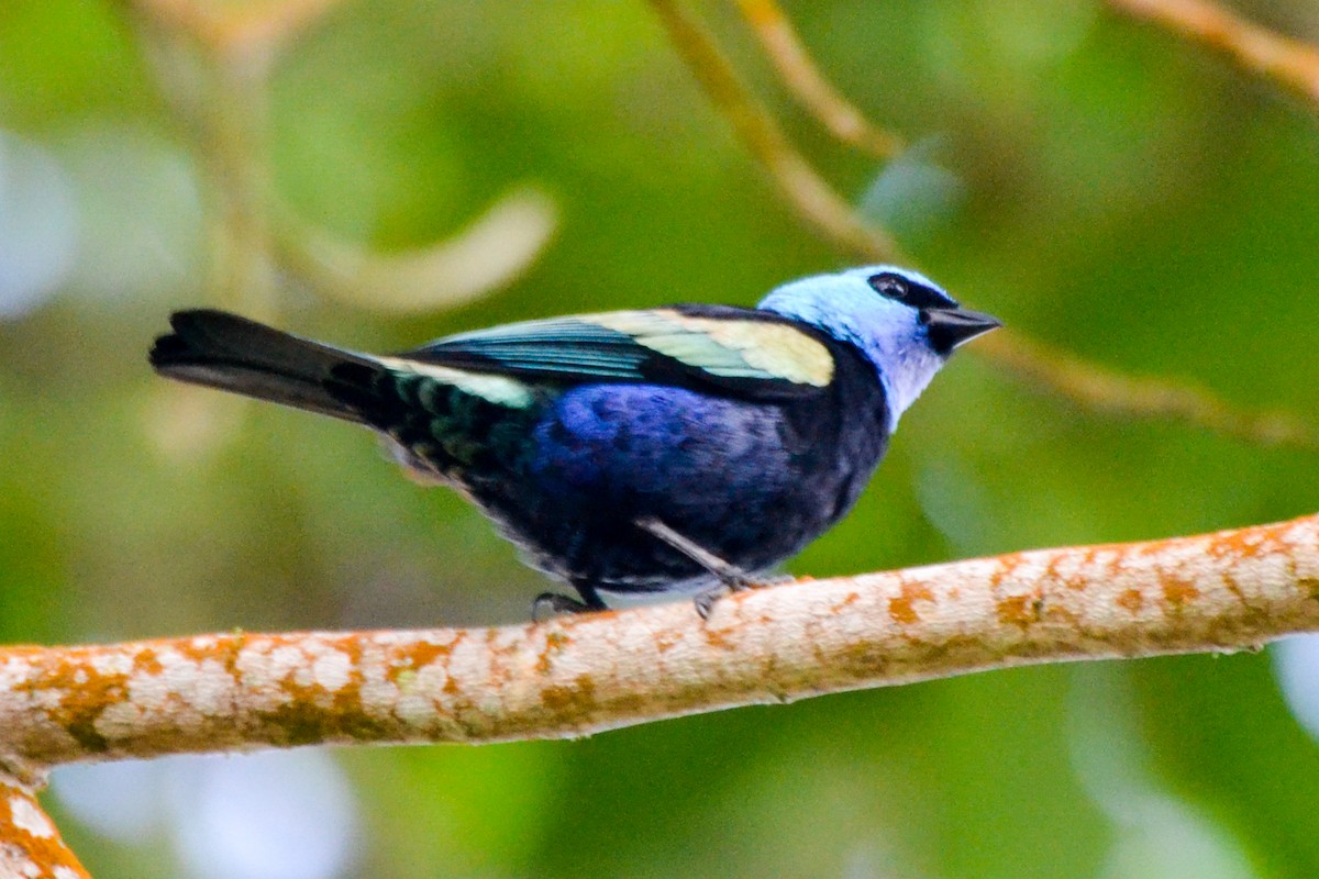 Blue-necked Tanager - Alison Bentley