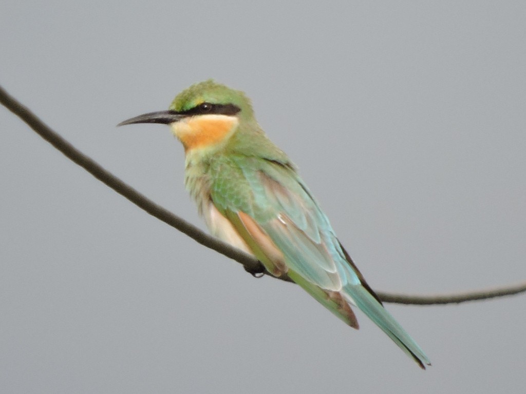 Blue-tailed Bee-eater - ML255107641