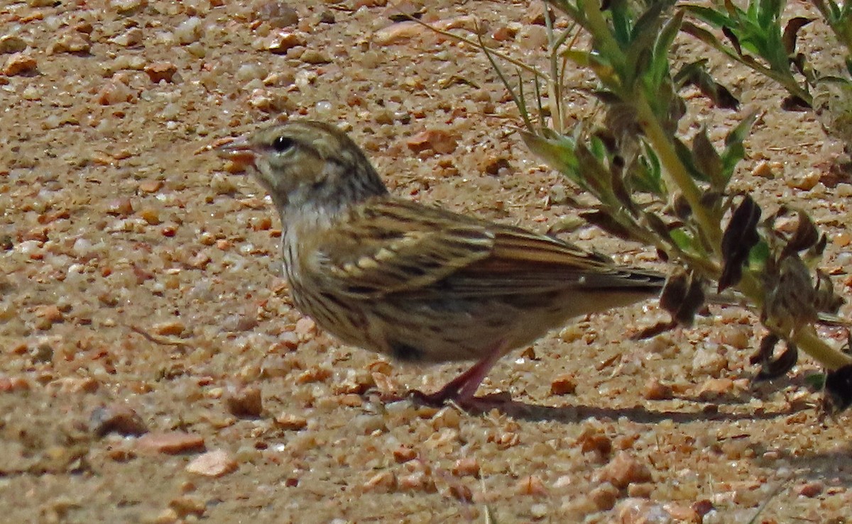 Chipping Sparrow - ML255109731