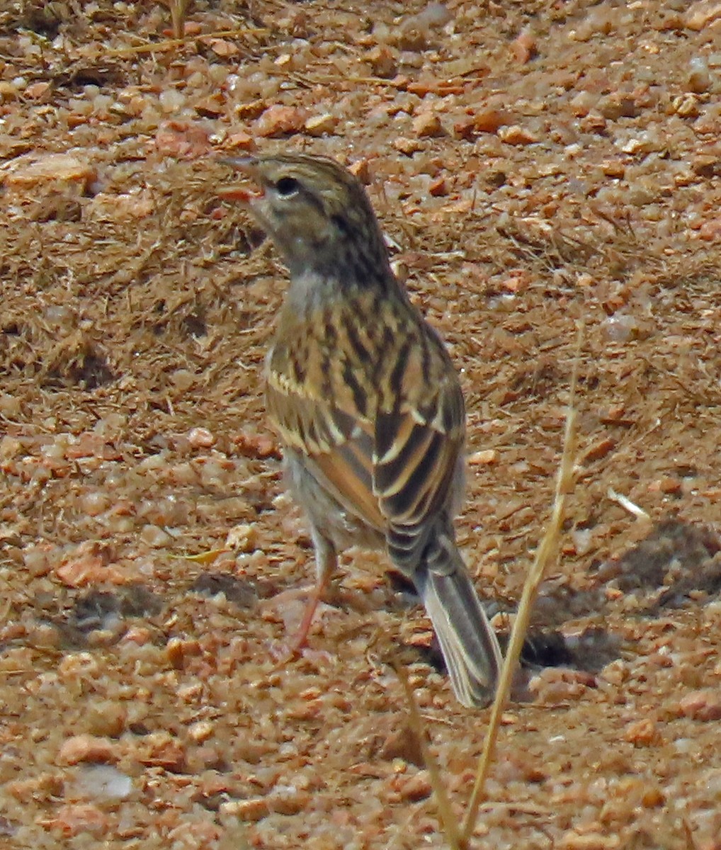 Chipping Sparrow - ML255109831