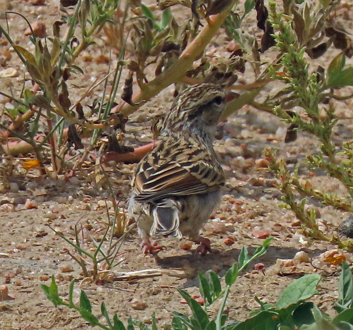 Chipping Sparrow - ML255109971