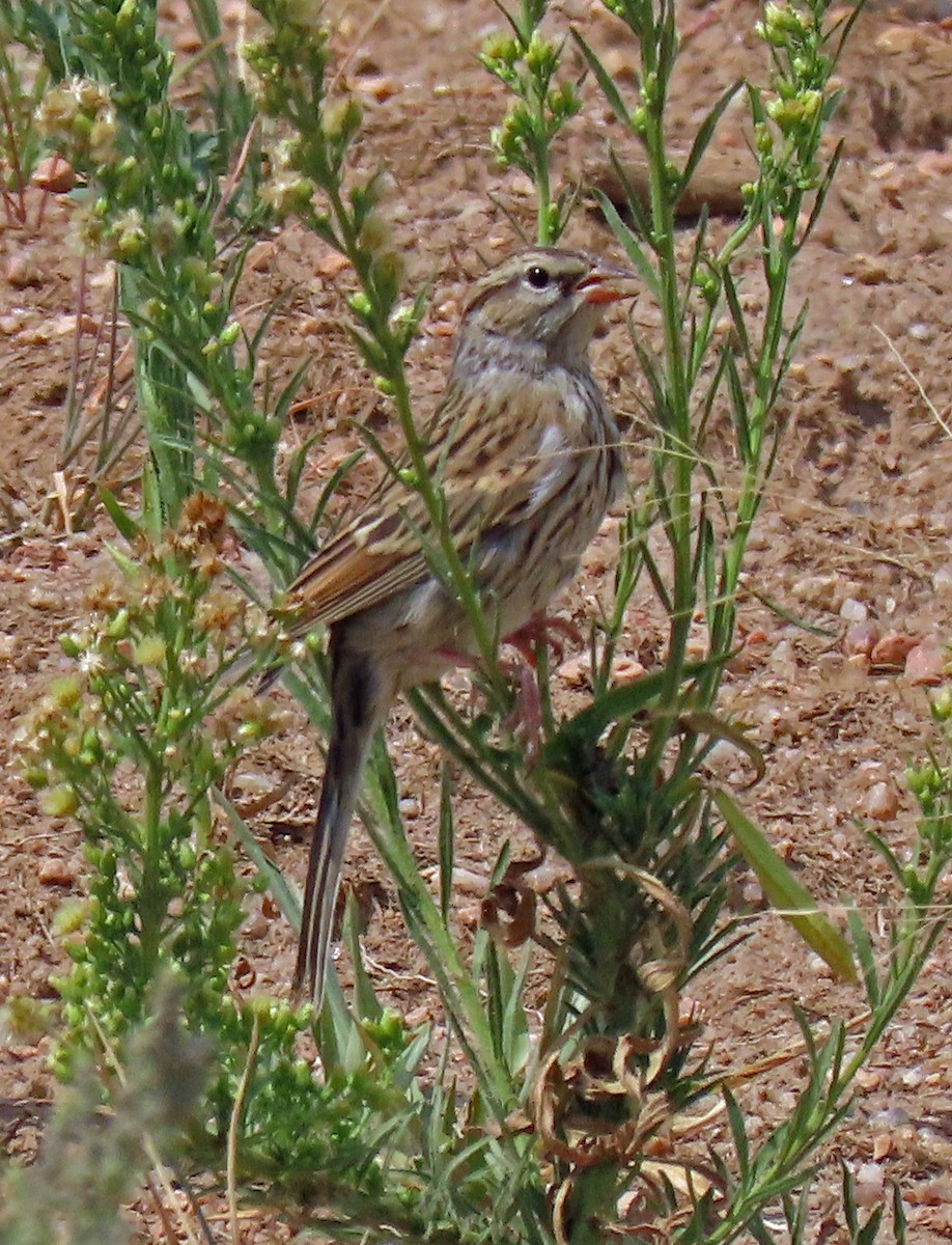 Chipping Sparrow - ML255110381