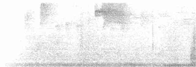Percefleur à flancs blancs - ML25511041