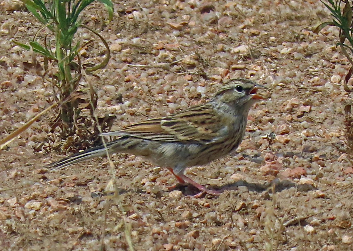Chipping Sparrow - ML255110461