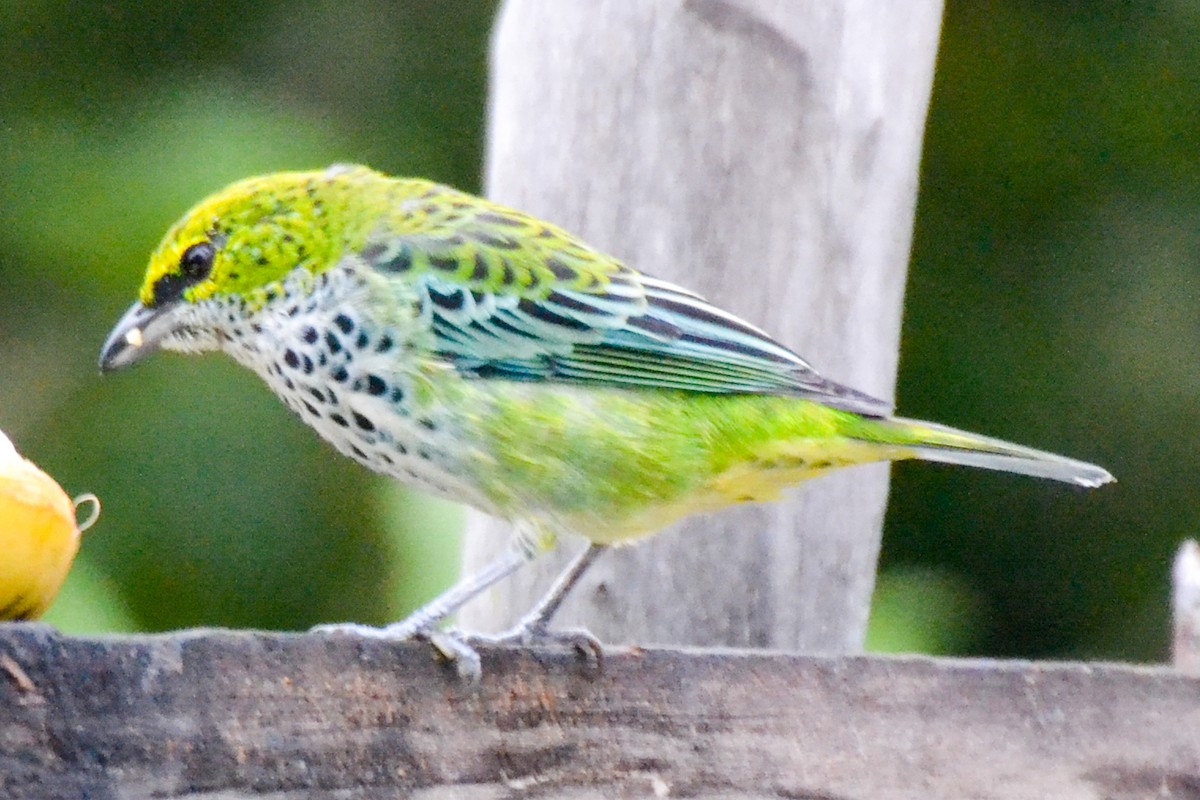 Speckled Tanager - ML255110741