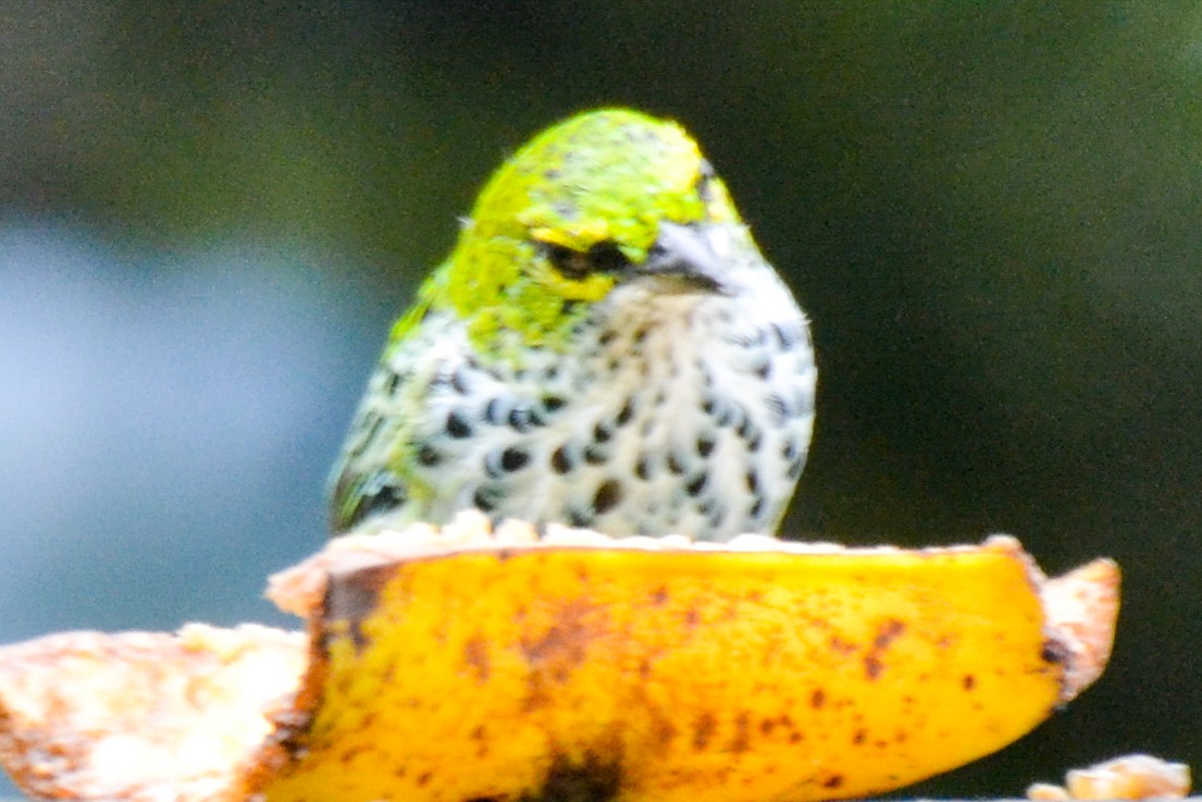Speckled Tanager - ML255110761
