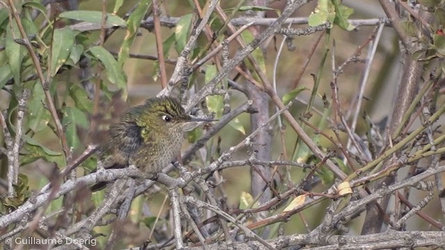 Green-backed Firecrown - ML255111231