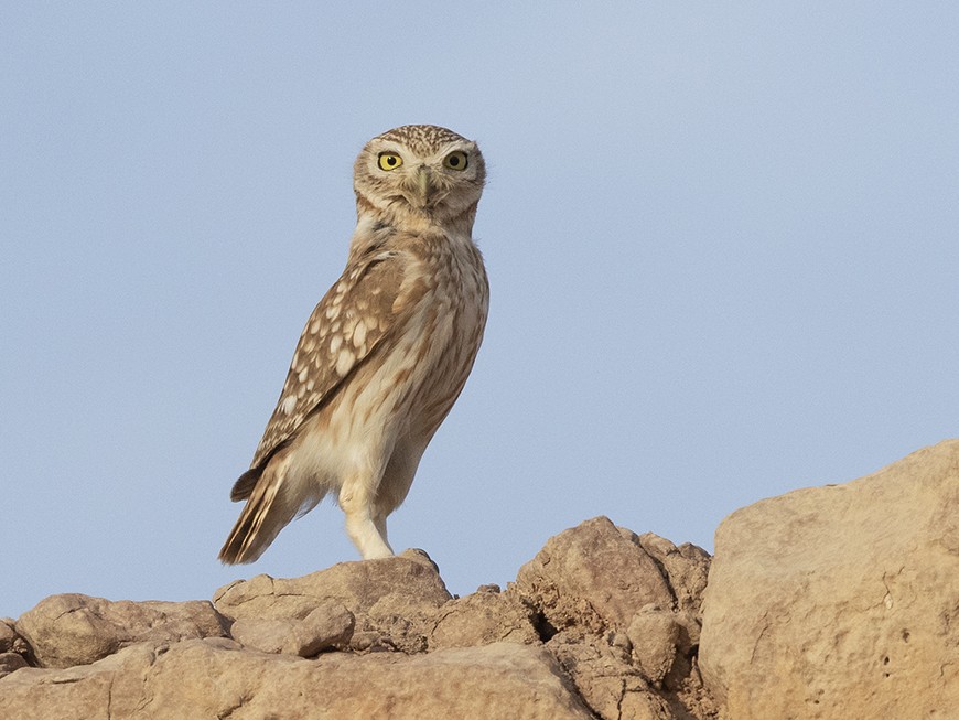Little Owl - Yoav Perlman
