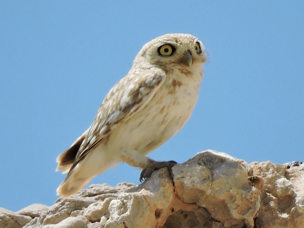 Little Owl - Robert Tovey