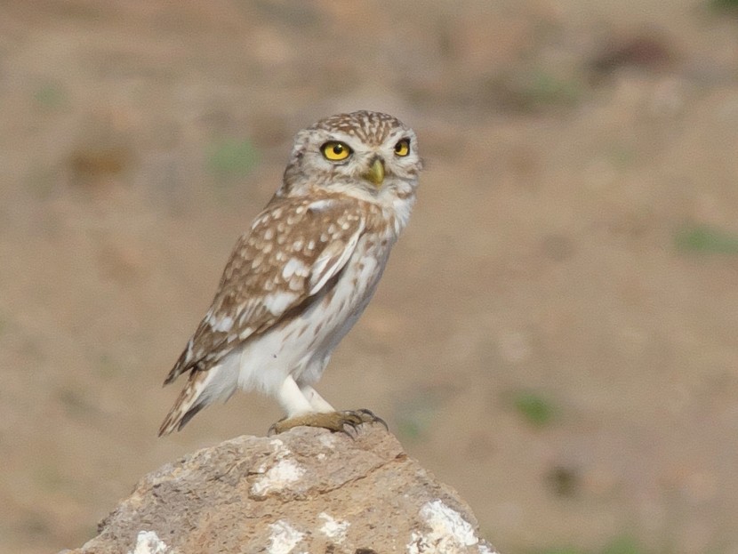 Little Owl - eBird