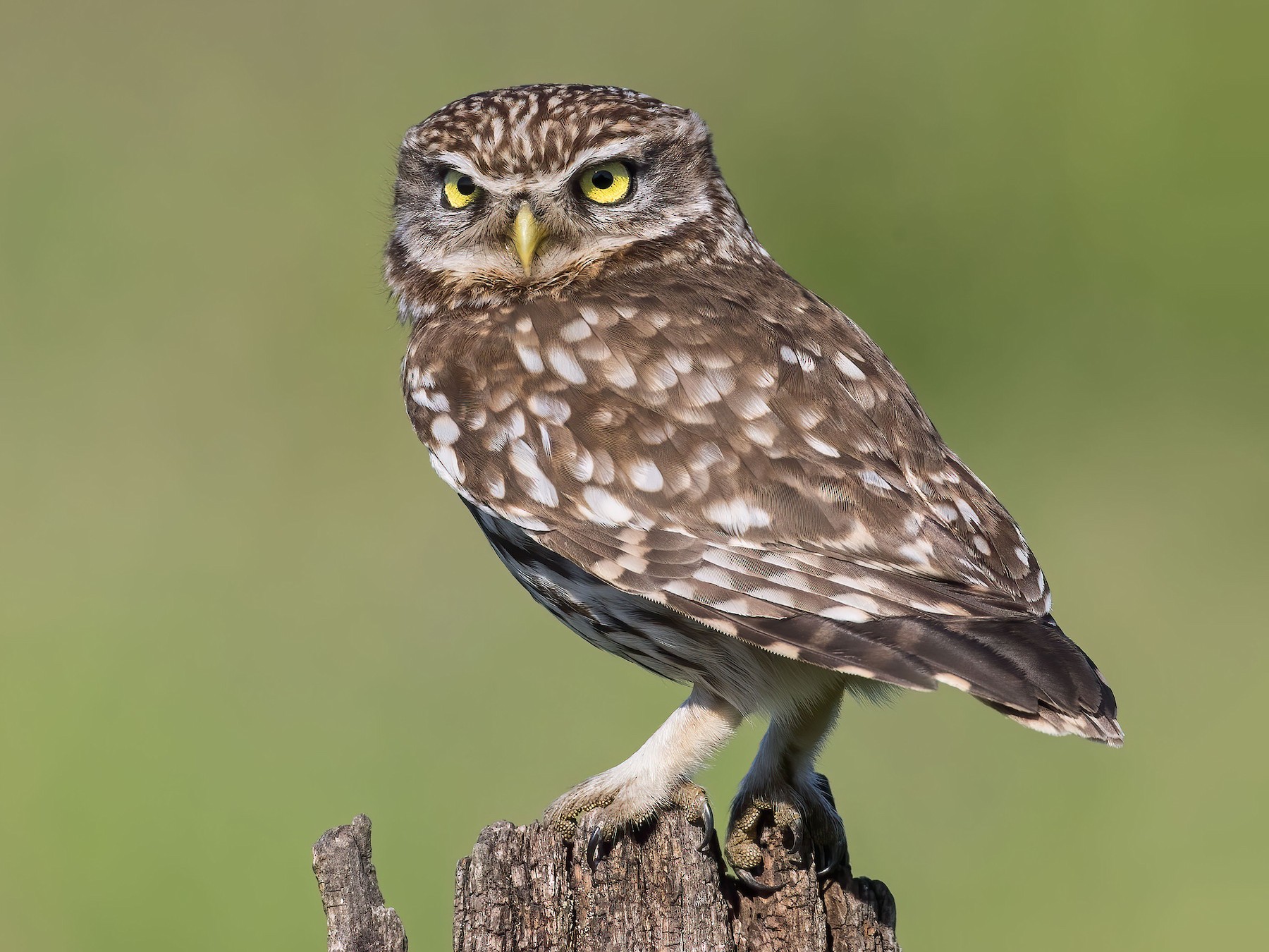 Домовый сыч (Athene noctua)