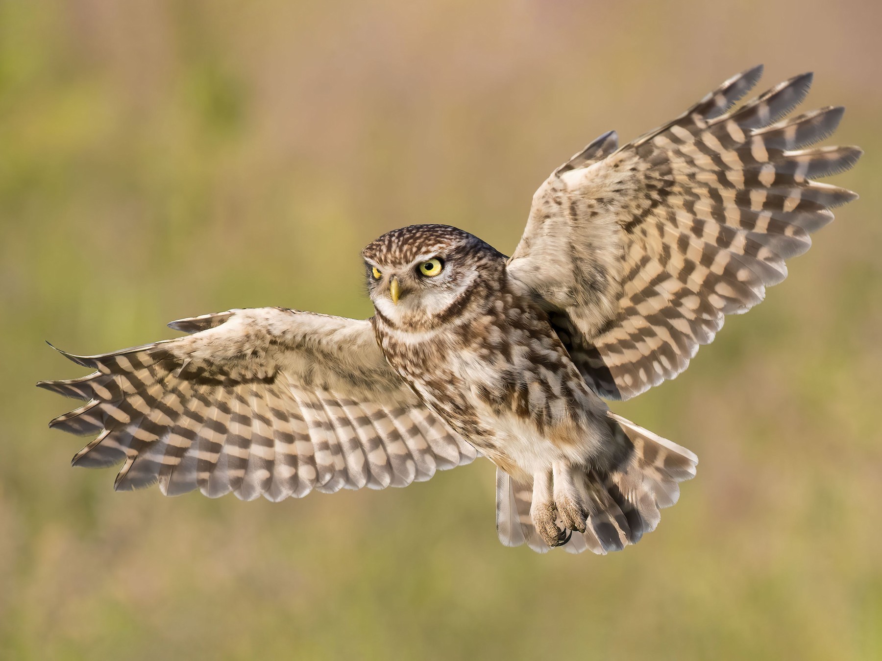 Shorteared Owl A Daytime Active Owl Species in Greece Nature Blog