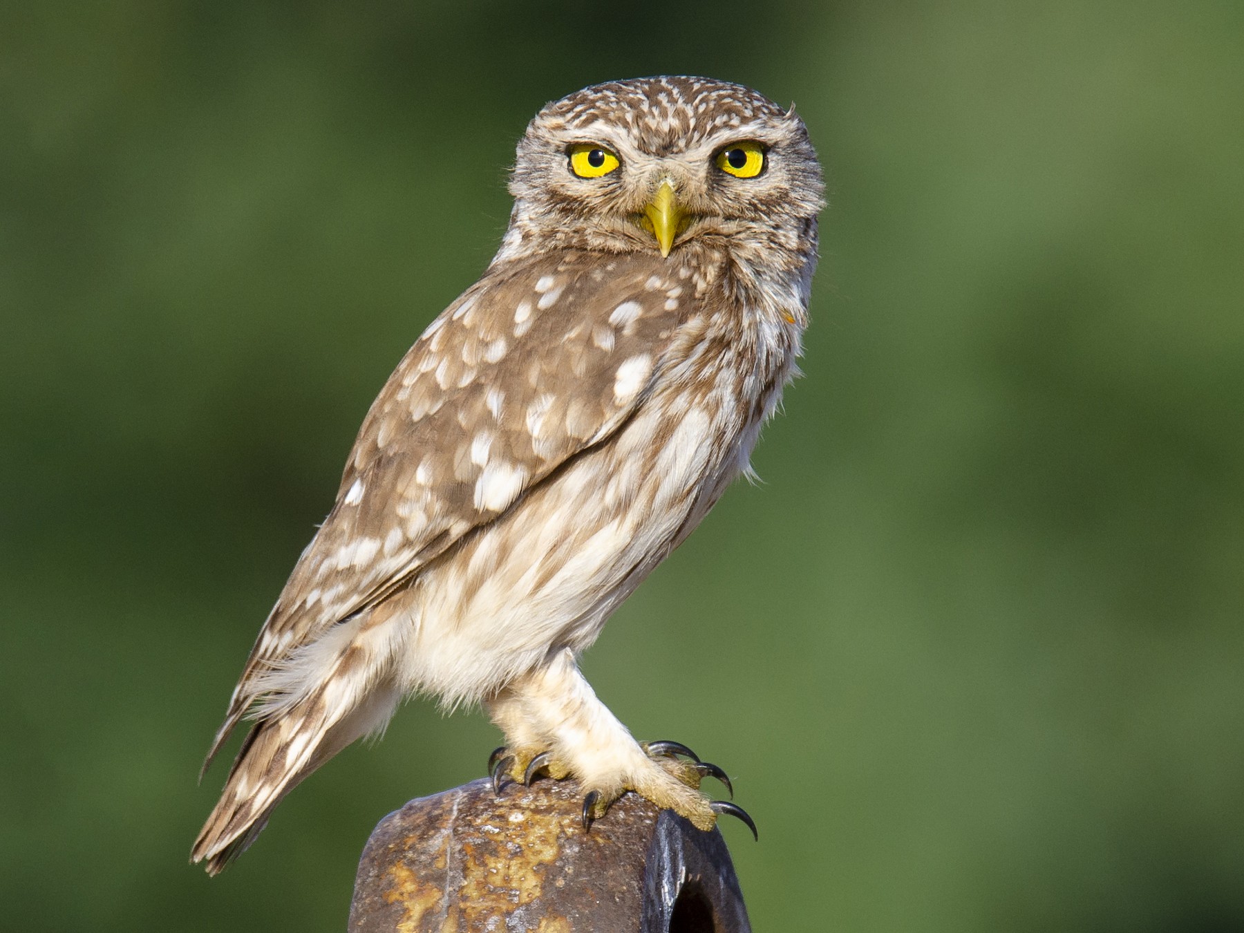 Домовый Сыч - EBird