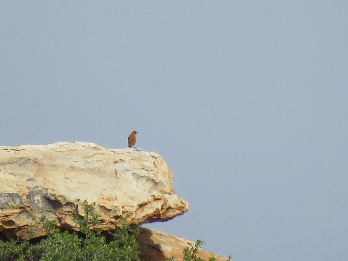 Cape Rock-Thrush - Nicholas Fordyce - Birding Africa