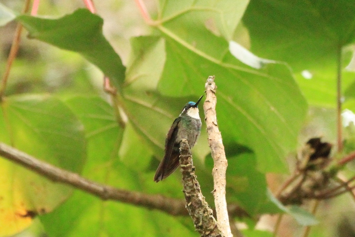 White-throated Mountain-gem - Lawrence Haller