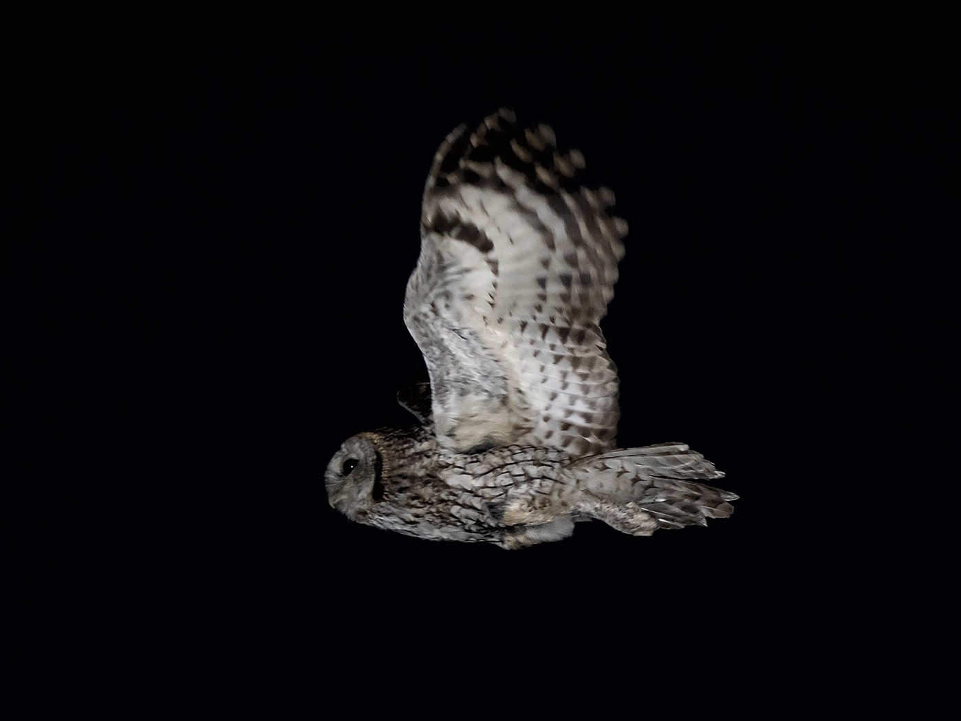 Tawny Owl - Miguel Rouco