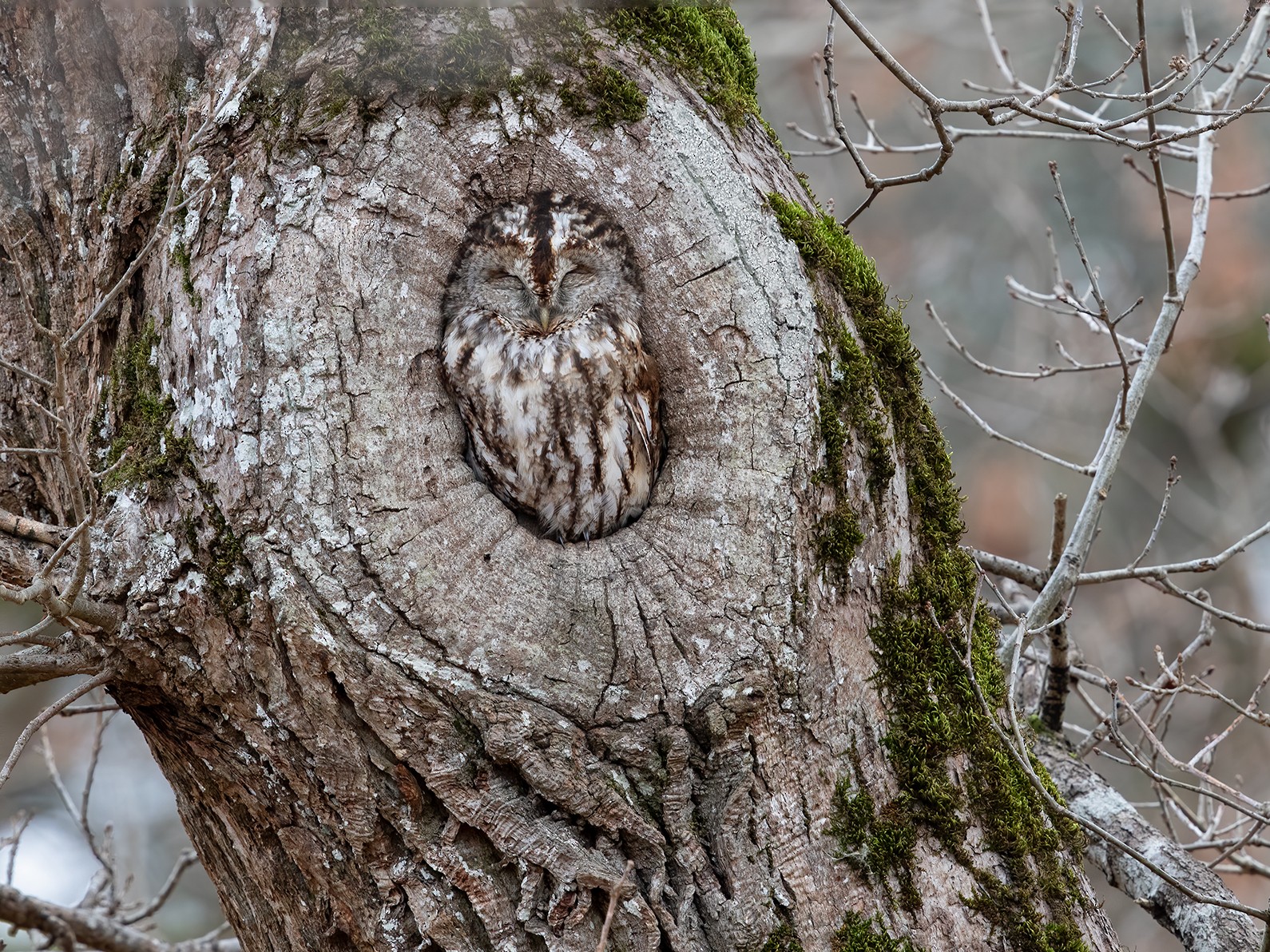 Tawny Owl - Ivan Sjögren