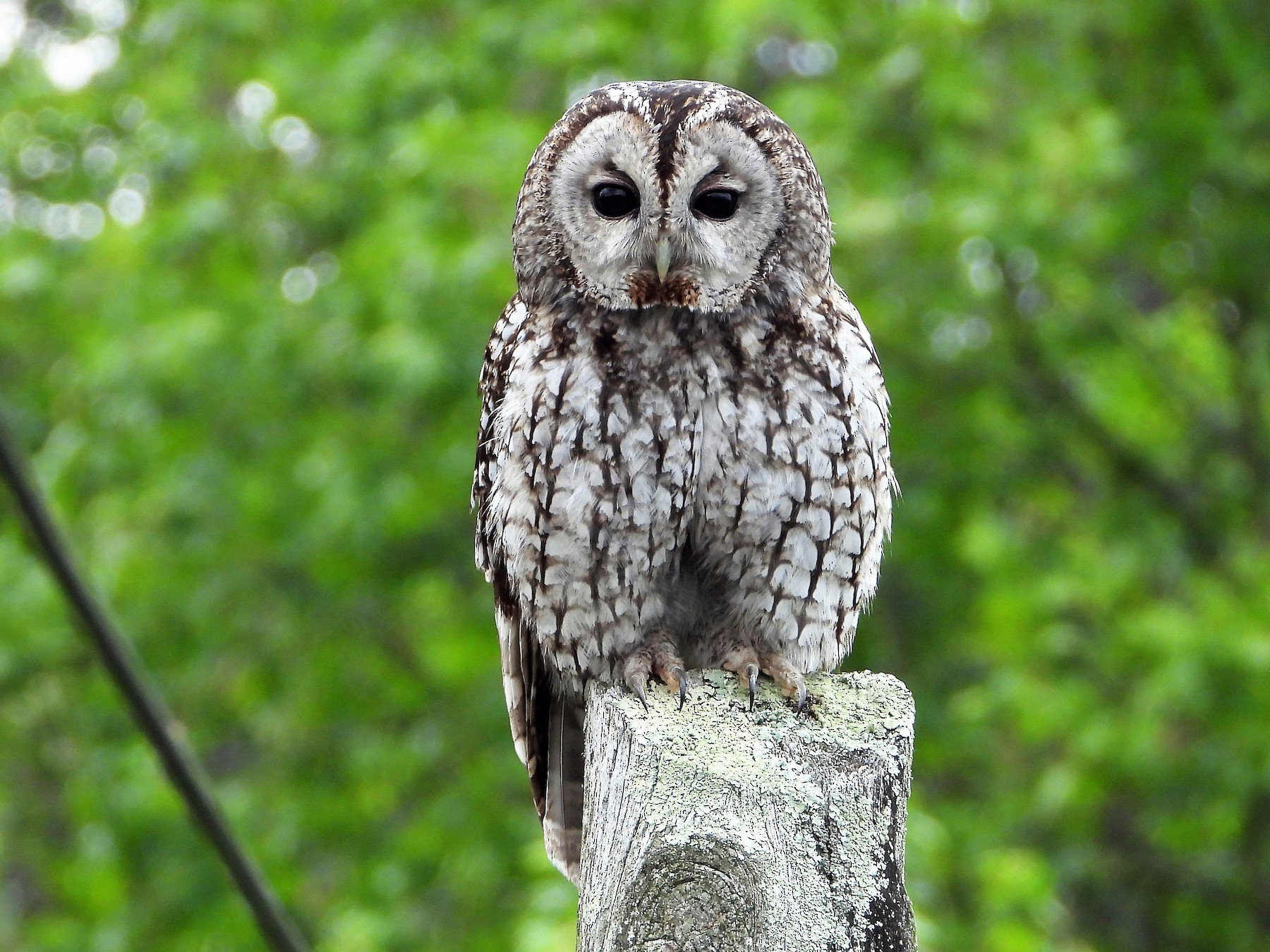 Chouette hulotte - eBird