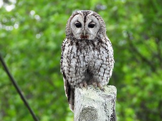  - Tawny Owl