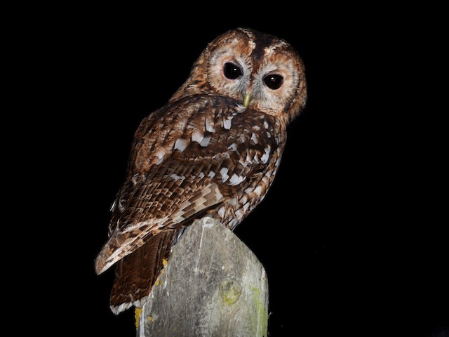 Owl tawny Tawny owl