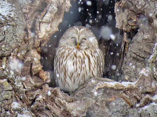 Adult - Ural Owl - 