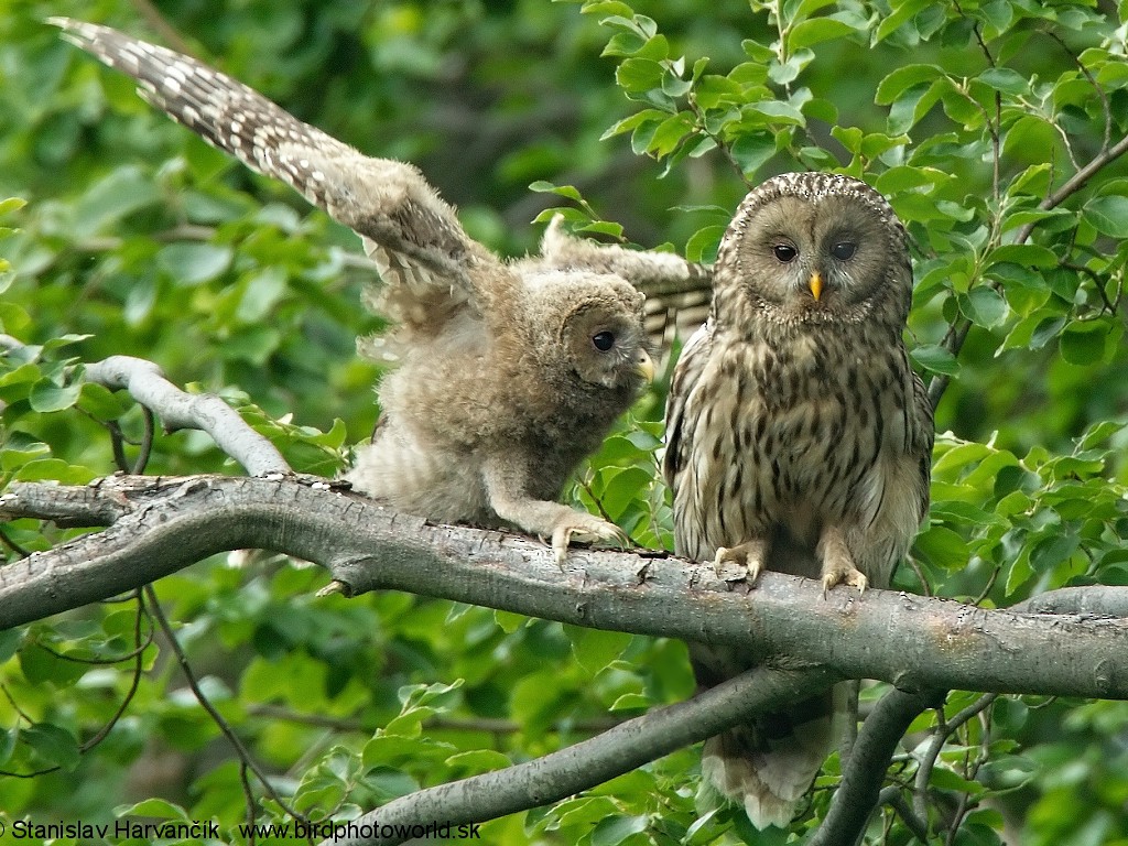 Ural Owl - Stanislav Harvančík