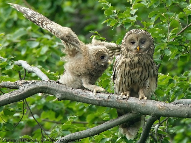 Adult and juvenile - Ural Owl - 