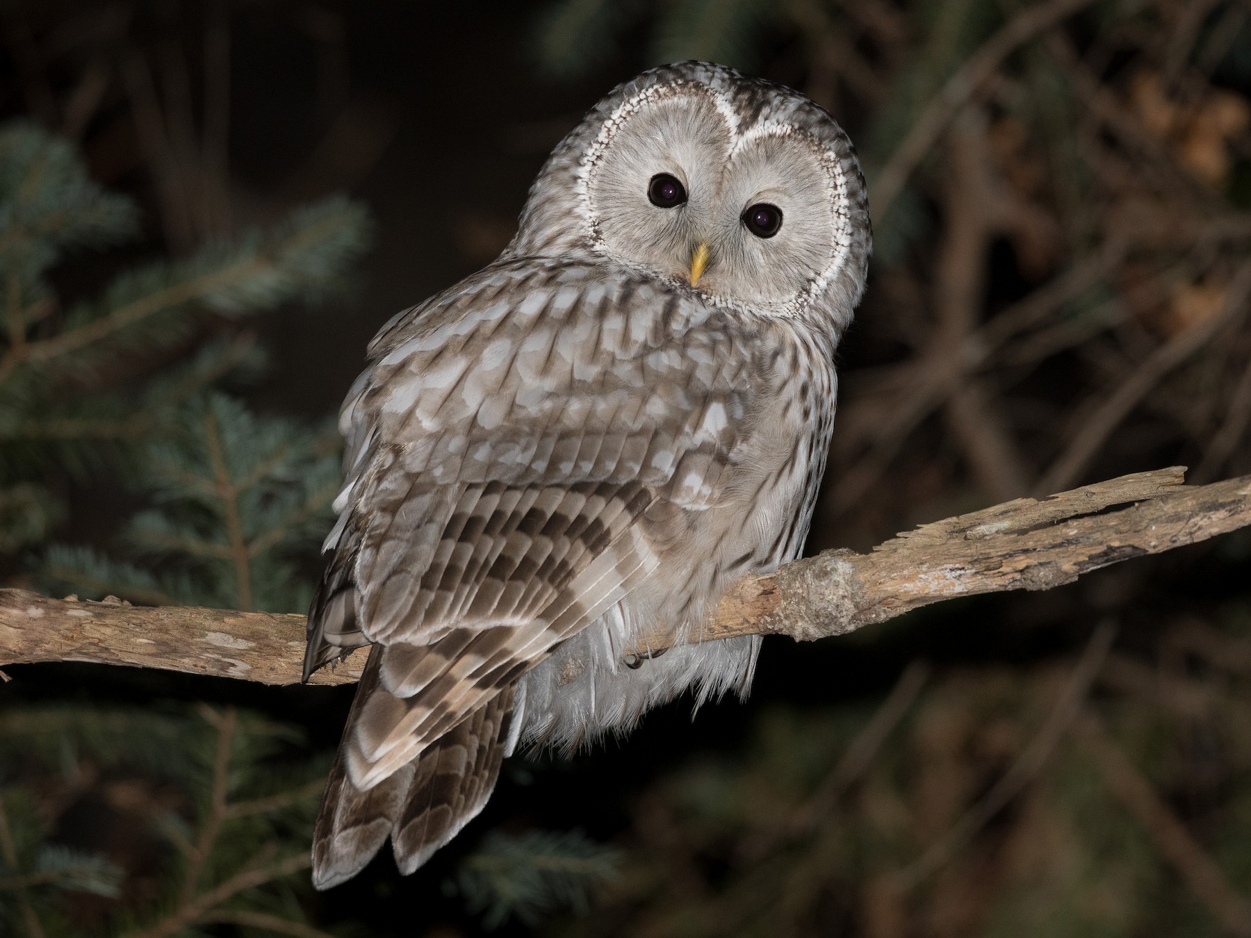 Ural Owl - eBird