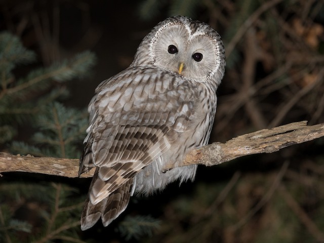 Adult - Ural Owl - 