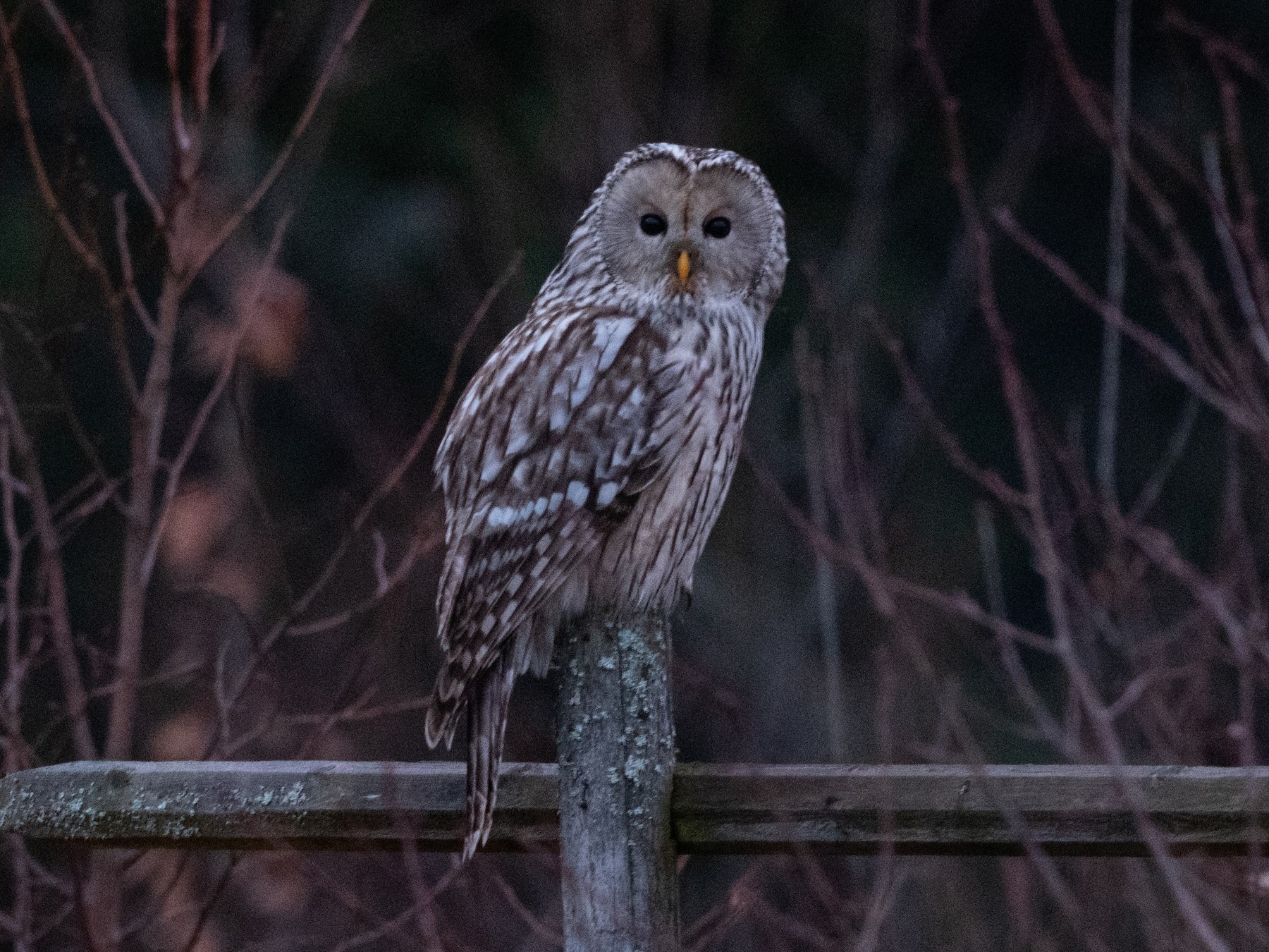 Ural Owl EBird | informacionpublica.svet.gob.gt