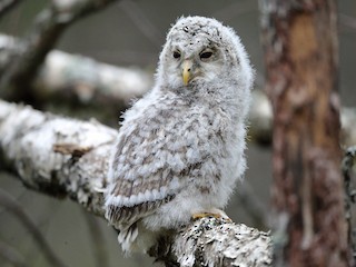 幼鳥 - Holger Teichmann - ML255119341