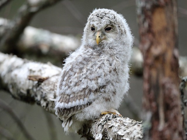 Juvenile - Ural Owl - 