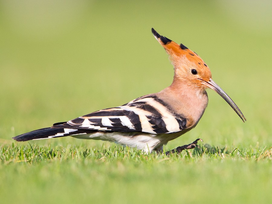 Hoopoe Bird Logo