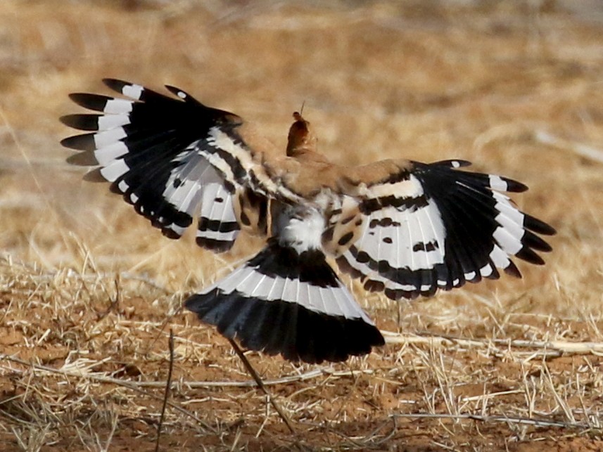 Eurasian Hoopoe - Jay McGowan