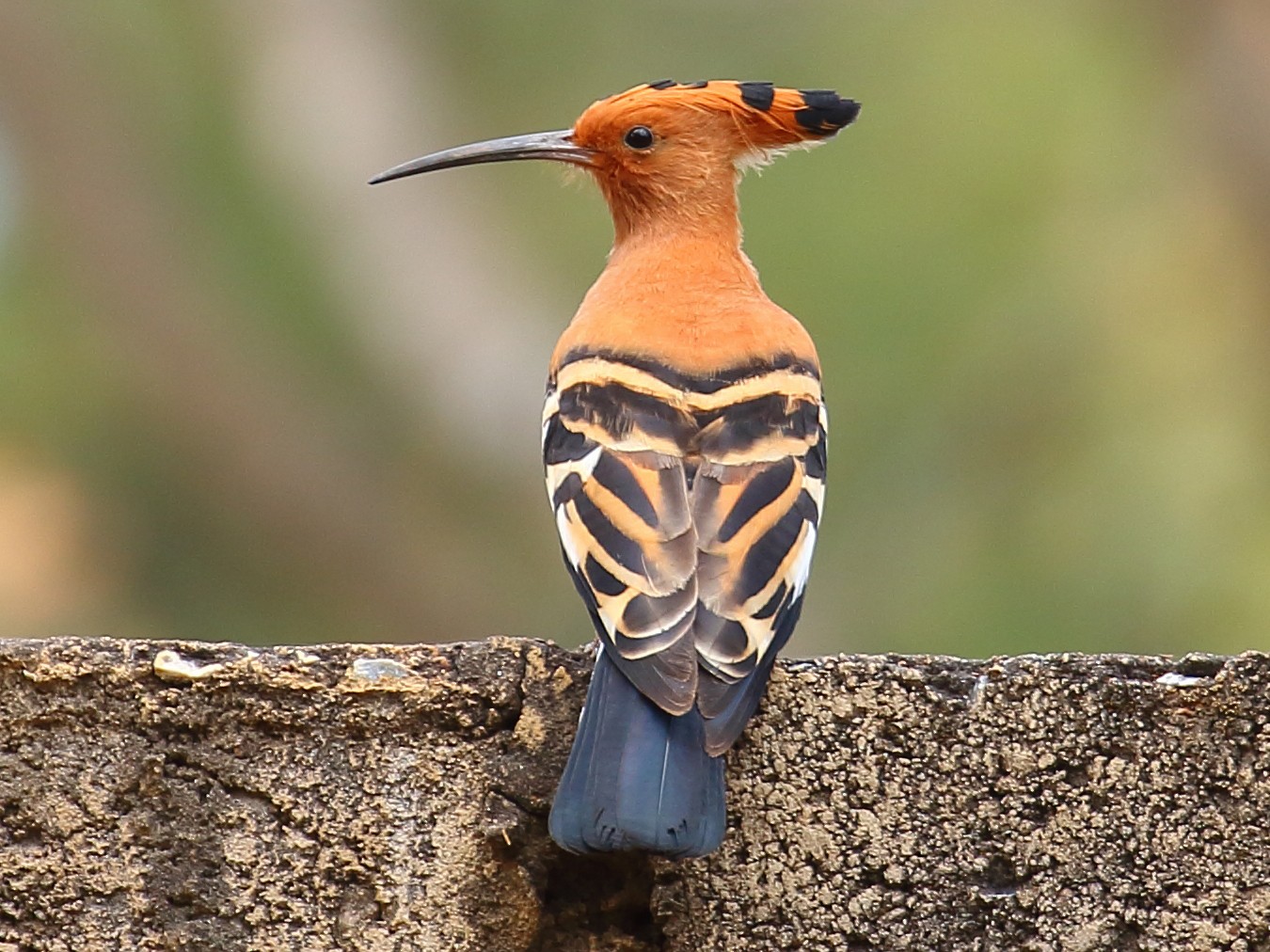 Eurasian Hoopoe - Robert Johnson