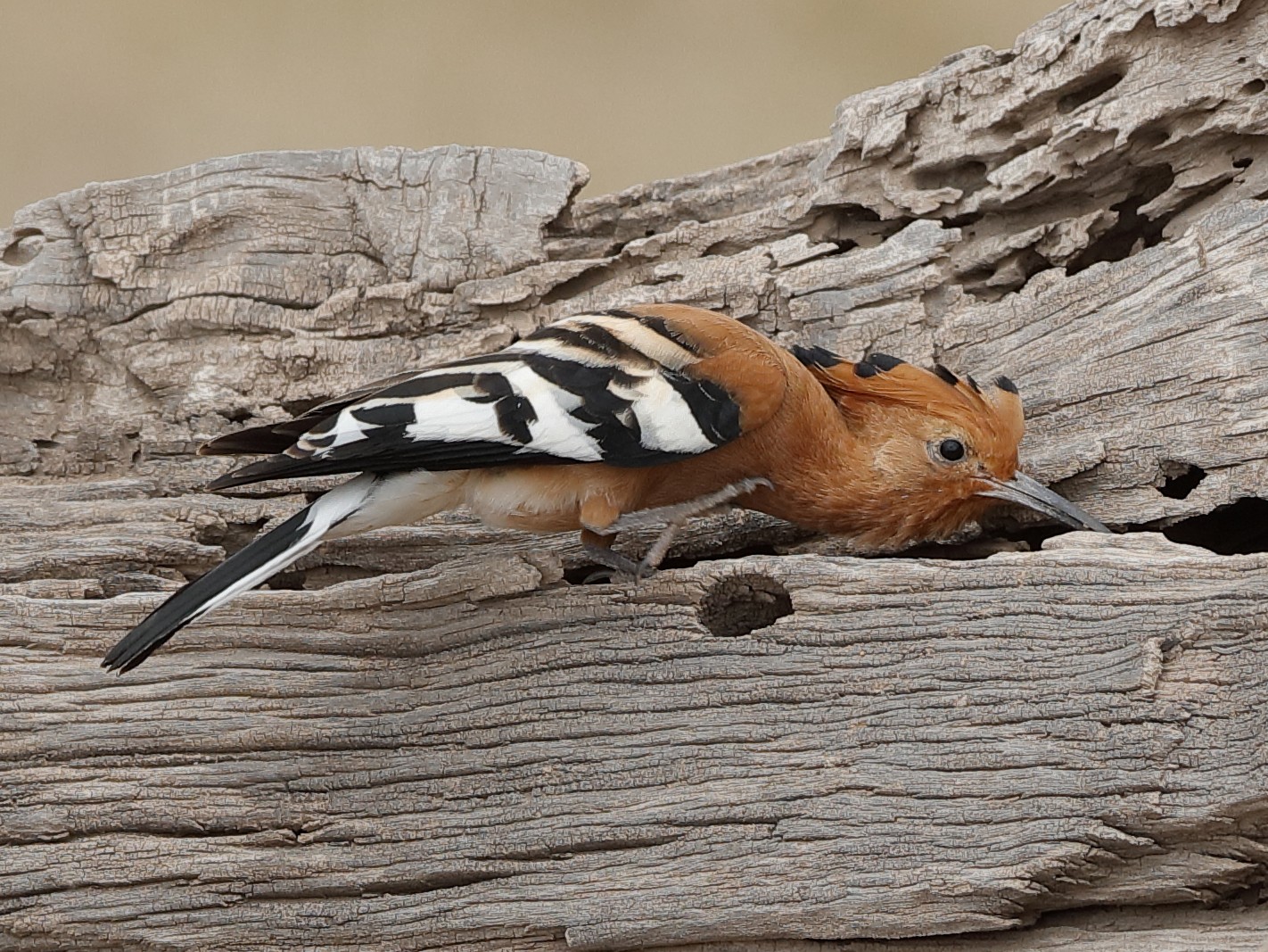 Eurasian Hoopoe - Holger Teichmann