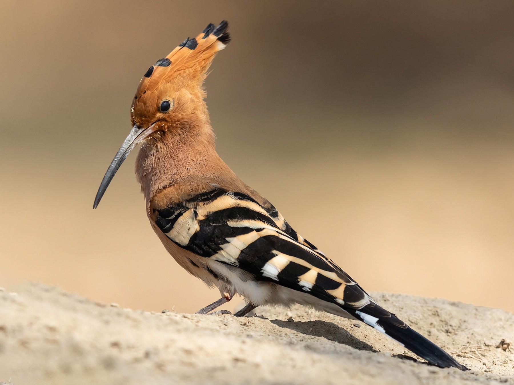 Eurasian Hoopoe - eBird