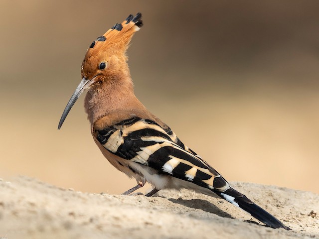 (Central African) - Eurasian Hoopoe (Central African) - 